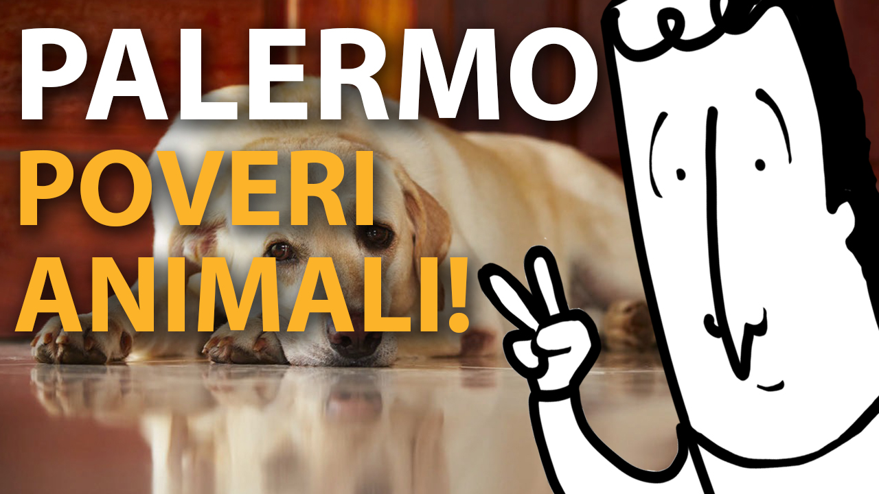 #12 Poveri animali